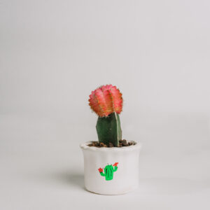 pink-moon-cactus