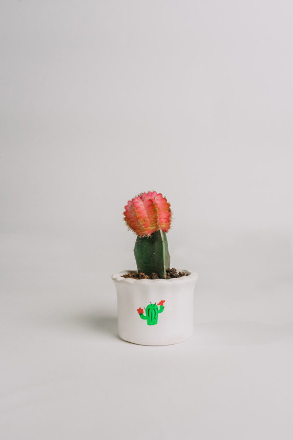 pink-moon-cactus