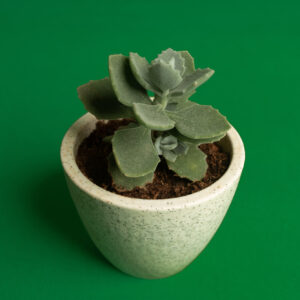 kalanchoe-millotii-1