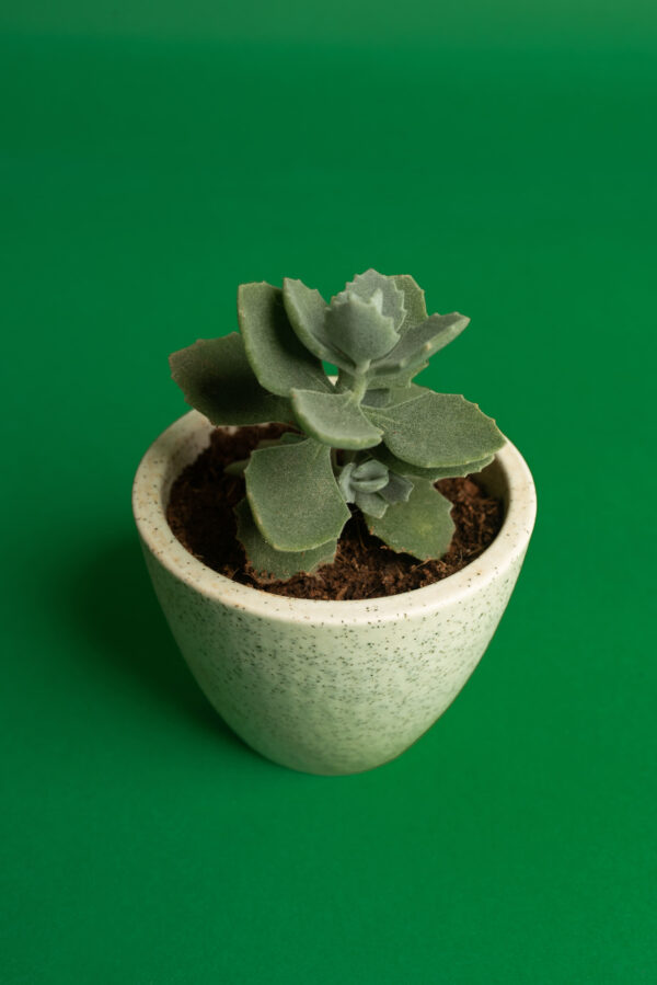 kalanchoe-millotii-1