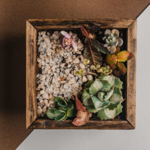 small-succulent-box