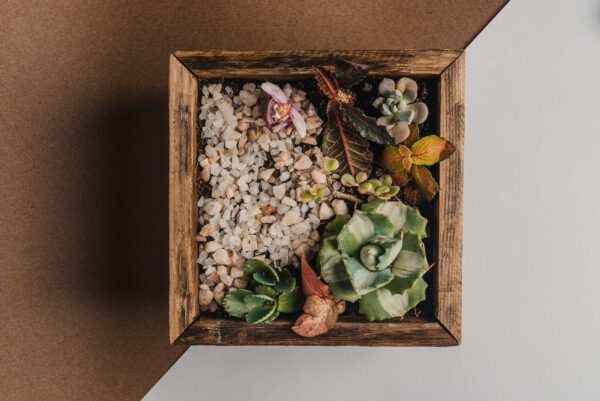 small-succulent-box