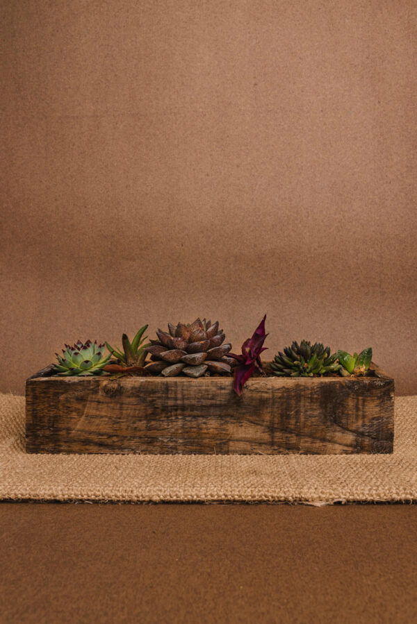 large-succulent-box