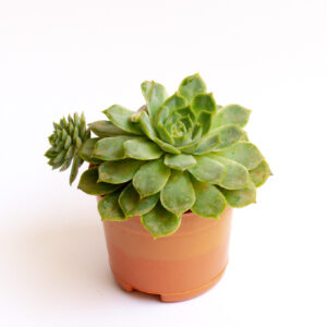 echeveria_elegans