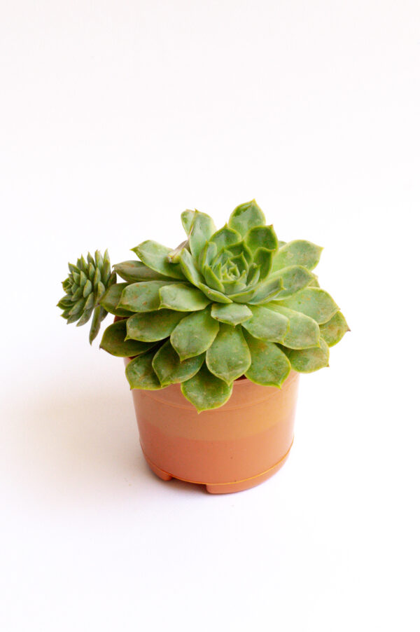 echeveria_elegans