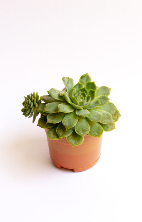 echeveria_elegans2