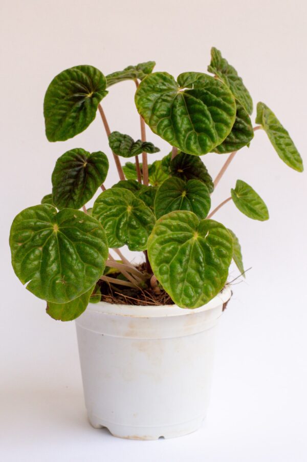 peperomia-caperata