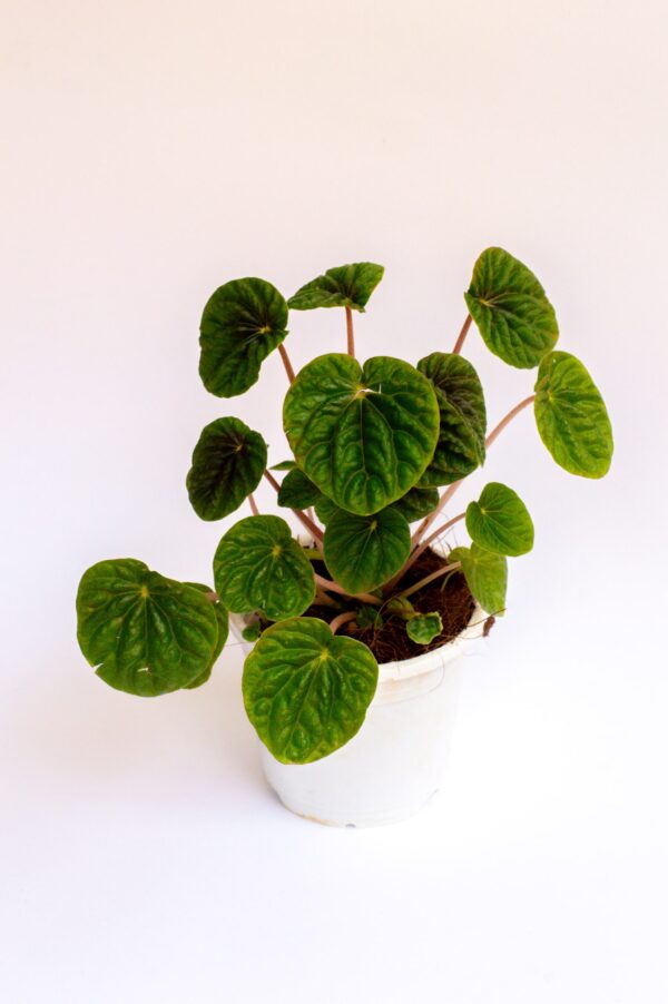 peperomia-caperata