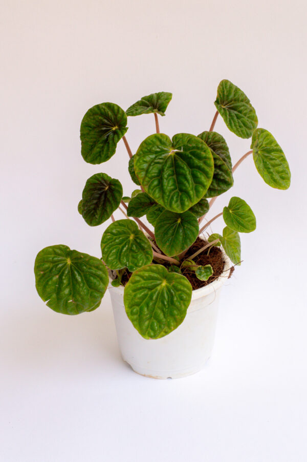 peperomia-caperata