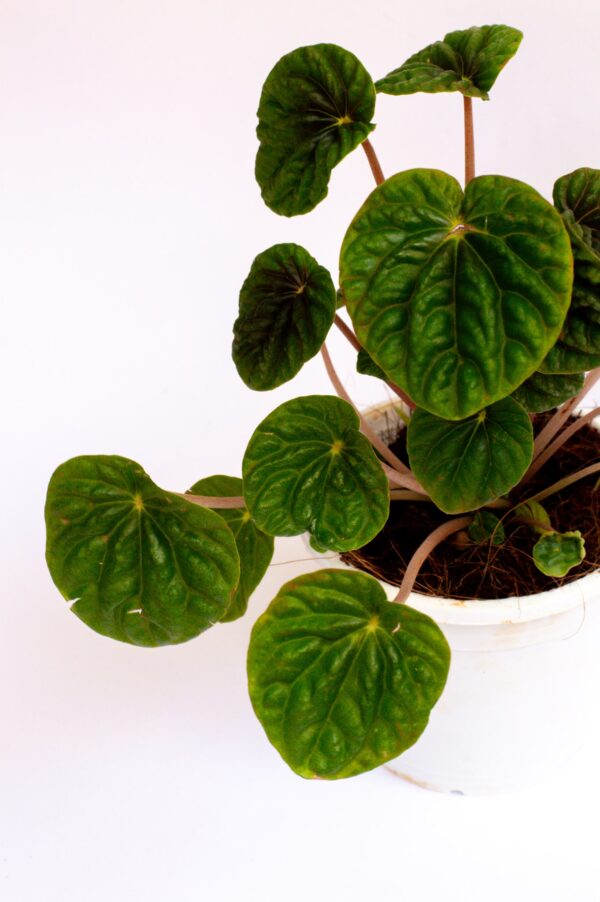 peperomia-caperata