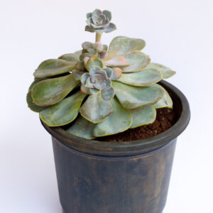 echeveria_rainbow