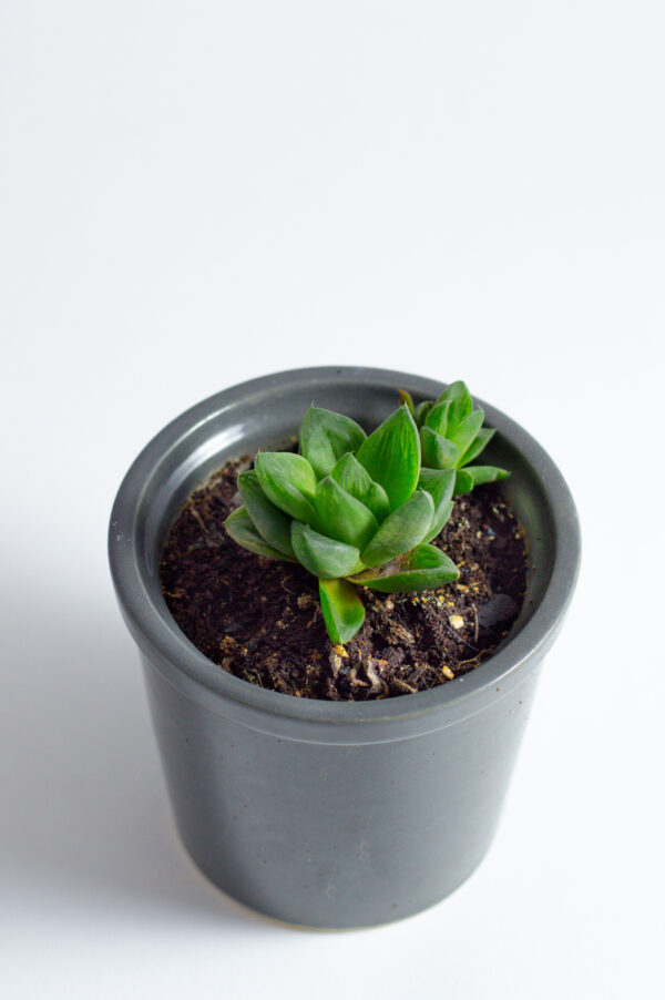 haworthia_cymbiformis