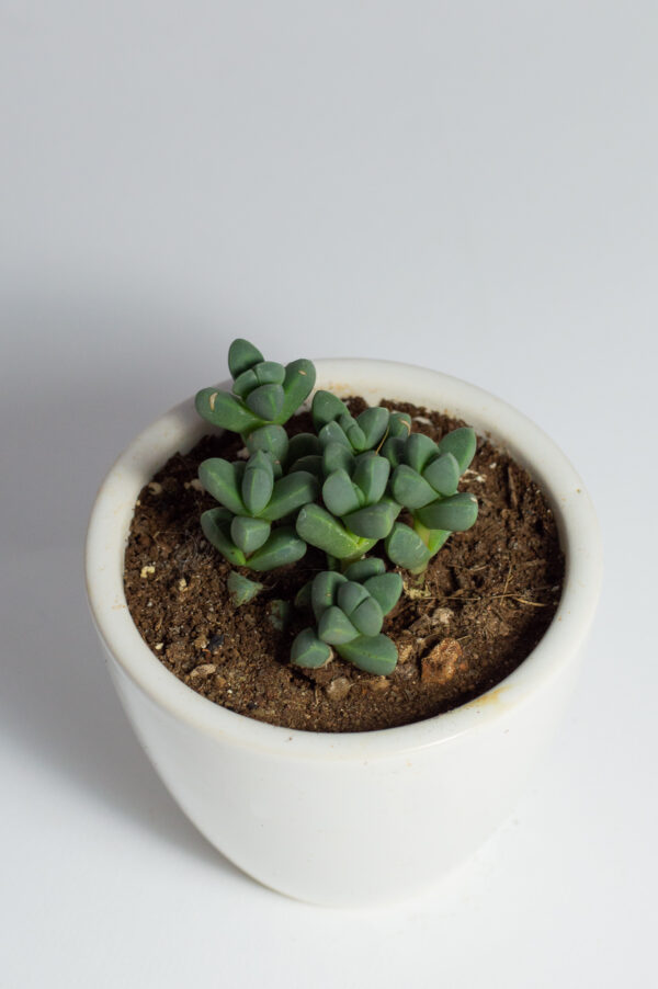 corpuscularia_lehmannii2